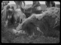 Image of Four men with several down musk-ox, close-up